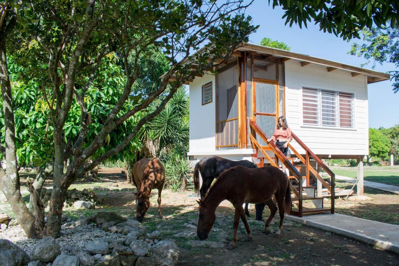Horse Cottage Sarteneja Exterior foto